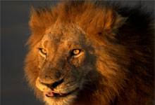 Lion at Kruger National Park,