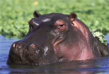 Hippos Head Above Water, Kruger, South Africa