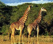 Mweka Camp site