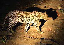 Night Game drives at Sweetwaters Tented Camp - Kenya