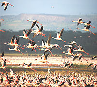 Rift Valley in Kenya - Lake Nakuru