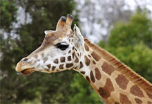 Giraffe are plentiful in Serenegti National Park