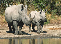 Sweetwaters Tented Camp Waterhole - Kenya