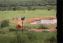 animal watering hole in Tsavo West Kenya