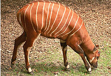 Aberdare National Park - Bongo Antelope