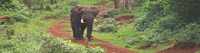 Aberdare National Park Kenya