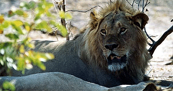 Akagera National Park