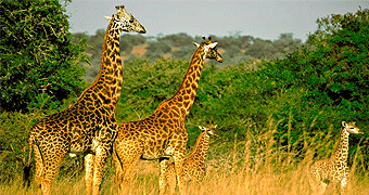 Akagera National Park