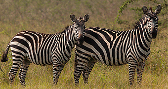 Akagera National Park