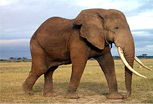 Elephant in Amboseli National Park