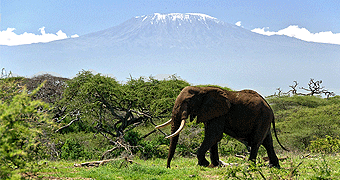 Amboseli Safari