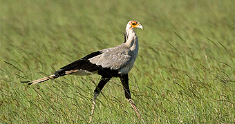 Amboseli Safari