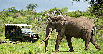 Amboseli Safari