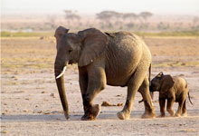 Amboseli
