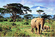 Amboseli National Park Elephants - Kenya