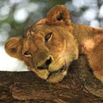 tsavo east national park safari