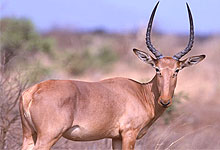 Arawale National Reserve,