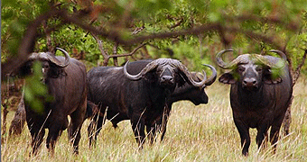Arusha National park
