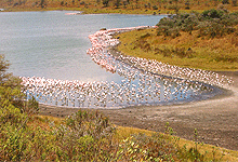 Flamingoes in Arusha National Park