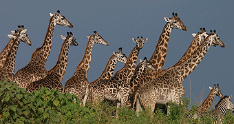 Arusha National park