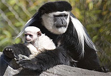 Arusha National Park , Tanzania