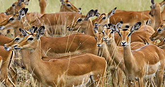 Arusha National park
