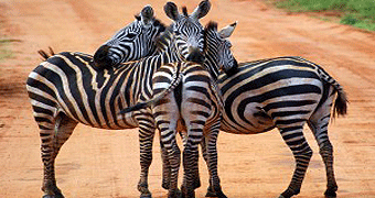 Arusha National park