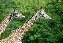 Masai Giraffe in Arusha National Park, Tanzania