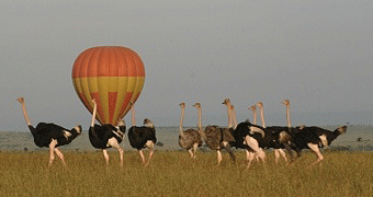 Balloon Safaris