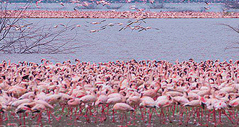 Lake Bogoria Helicopter Day Trip