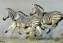 Botswana Holidays