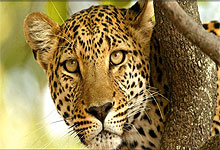 Botswana Safaris