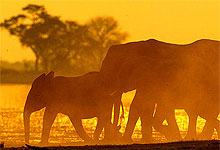 Botswana Tours