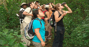 Budongo Forest Birding
