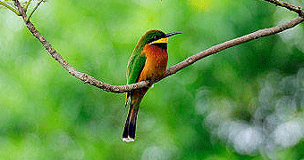 Budongo Forest Birding