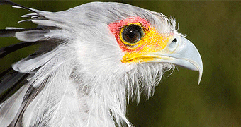 Budongo Forest Birding