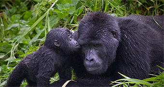 Budongo Forest Reserve