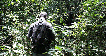 Budongo Forest Reserve