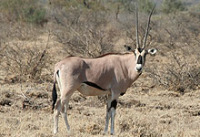 Buffalo Springs National Reserve