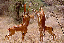 Buffalo Springs National Reserve