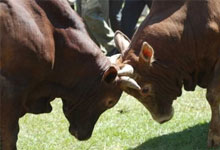 Bull Fighting Traditonal African Ceremonies