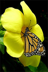 Nairobi  Butterfly Center in Kenya