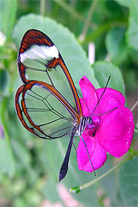 Butterfly Center in Kenya