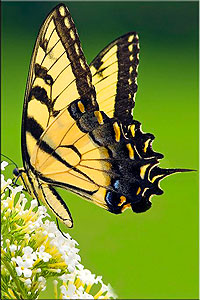 Butterfly Center in Kenya
