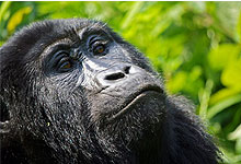 Mountain Gorilla in the jungles of Bwindi Impenetrable Forest