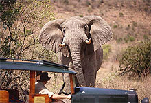 Cottars Camp 1920's Game Drive in Masai Mara, Kenya