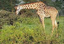 Giraffes in the the Crater Lake Sanctuary Naivasha 