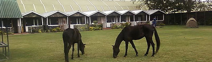 Crayfish Camp Naivasha 