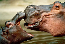 Crescent Island Conservancy in Lake Naivasha 