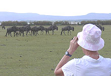 Crescent Island Walk in Lake Naivsaha Wildebeest